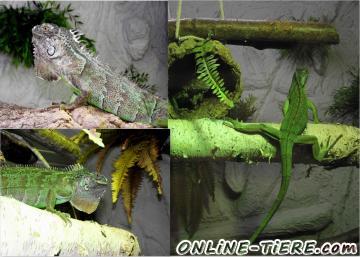 Biete Gr&uuml;ner leguan