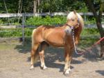 Biete Haflinger