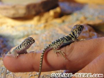 Biete Halsbandeguan C.c. Collaris