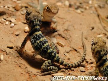 Biete Halsbandleguan C.c. Collaris