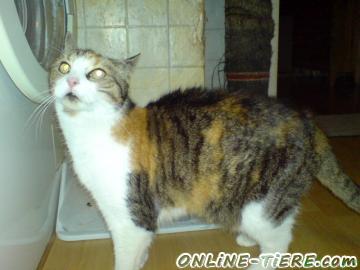 Biete Hauskatze,Gl&uuml;ckskatze,Mischling