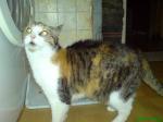 Biete Hauskatze,Gl�ckskatze,Mischling