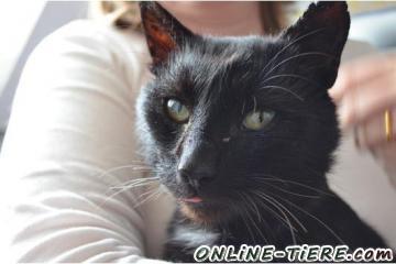 Biete Hauskatze, Handycap