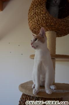 Biete Hauskatze,Mischling,Jungkatze