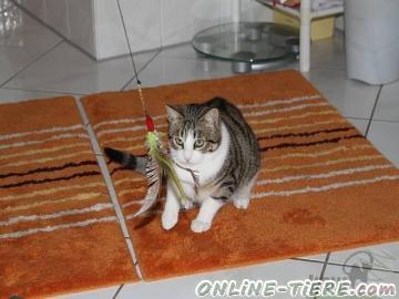 Biete Hauskatze, Mischling