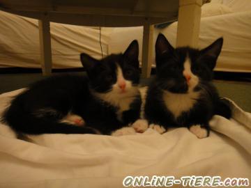 Biete Hauskatzenbabys