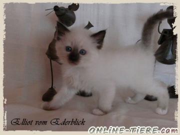 Biete Heilige-Birma