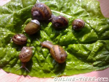 Biete Helix Aspersa Maxima
