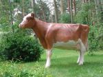 Biete Holstein - Rind