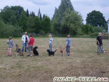 Biete Hundeschule