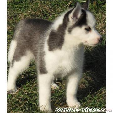 Biete Husky Welpen
