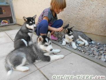 Biete Husky