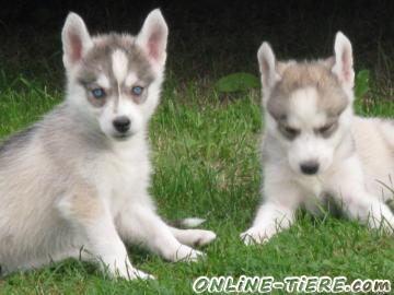 Biete Husky
