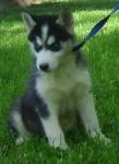 Biete Husky