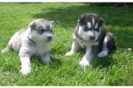 Biete Husky
