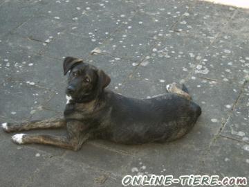 Biete Huskylabradormischlingsh&uuml;ndin