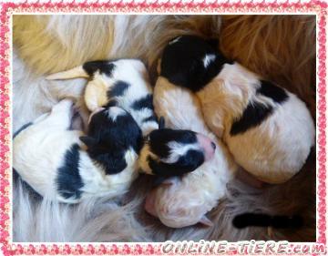 Biete Hybrid Bipoo = Zwergpudel x Bichon fris&eacute;