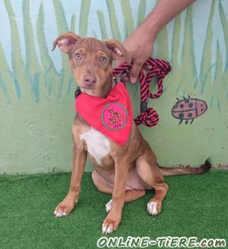 Biete H&uuml;ndin, Podenco Mix, 5 Monate alt, mittelgro&szlig;