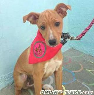 Biete H&uuml;ndin, Podenco Mix, 5 Monate alt und 34 cm gro&szlig;