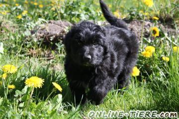 Biete H&uuml;teund Mischlinge