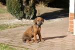 Biete 