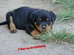 Biete Rottweiler Welpen mit ADRK