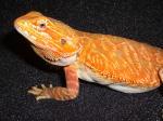 Biete Bartagame rote Leatherbacks