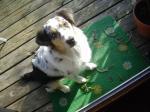Biete Australian Sheperd H�ndin