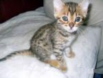 Biete Bengal-Kitten mit Stammbaum