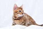 Biete Bengal Katze von Sonnenberg