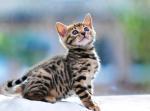 Biete Bengal Kater von Sonnenberg