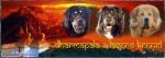 Biete Tibet Dogge Welpen
