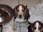 Biete AKC Beagle Welpen