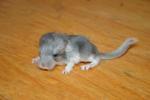 Biete Chinchilla Afro Violett ev. ST