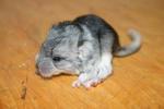 Biete Chinchilla Standard AVT ev. ST