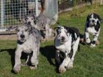 Biete Deutsche Doggen Welpen zu