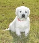 Biete wei�e Labradorwelpen mit