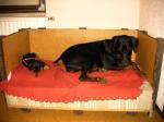 Biete Dobermann Welpen