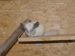 Biete 4 Chinchilla Jungtiere in 4