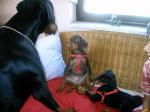 Biete Dobermann Welpen
