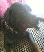 Biete Rottweiler Sam