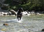 Biete Dobermann - Welpen mit FCI