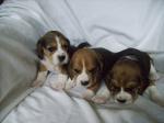 Biete Beagles of the Jolly Kids