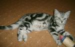 Biete BKH Whiskas M�dchen in