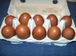Bruteier Marans