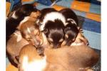 Biete Collie Ank�ndigung der W�rfe