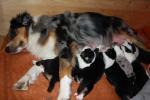 Biete Australian Shepherd Welpen