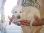 Biete Vier s��e Labrador Welpen sind