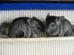 Biete Chinchilla Jungtiere