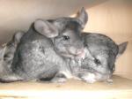 Biete Chinchillas suchen neues